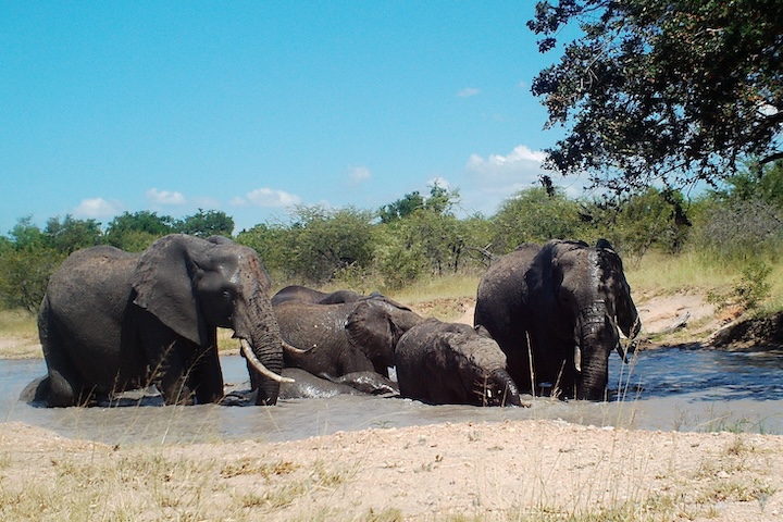 A photograph taken in 2023 shows a group of at least five elephants of varying sizes wading in a shallow watering hole. Low bushy trees with green leaves are visible in the background.